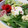 yukka_5u5's cooksnap of when they made サラダの彩りに！トマトの皮の花(動画有).