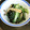 ☆みこたん☆'s cooksnap of when they made やみつき！小松菜のごま油炒め煮.