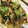 reo69's cooksnap of when they made 青梗菜と牛肉の炒め物.