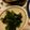 eiyoushi's cooksnap of when they made ほうれん草の海苔和え.