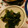 eiyoushi's cooksnap of when they made ほうれん草の海苔和え.