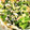 モチ好き過ぎて♪♪'s cooksnap of when they made ちくわときゅうり小松菜の胡麻和え.