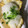 ゆうたかちゃん's cooksnap of when they made おろしポン酢de厚揚げのバター焼き.