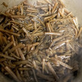 パパイヤアーサー's cooksnap of when they made 蕗の下処理〜きゃらぶき.