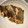 そばのすけ's cooksnap of when they made 簡単 やわらか カレイの煮付け.