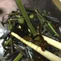 toshio39's cooksnap of when they made わらびの塩昆布和え.