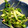 Neity's cooksnap of when they made 豆苗ときゅうりとツナのサラダ.