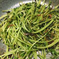 きんちゃん52's cooksnap of when they made 中華屋さんの味！簡単豆苗炒め.