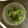 sonorin's cooksnap of when they made 春菊のマヨネーズ和え.