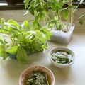 totomamato's cooksnap of when they made 水菜としらすの白だしさっと煮★5分で完成.