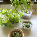 totomamato's cooksnap of when they made 水菜としらすの白だしさっと煮★5分で完成.