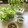 totomamato's cooksnap of when they made 水菜としらすの白だしさっと煮★5分で完成.