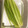 keipon2's cooksnap of when they made ふきの下処理.