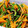 piyoko0608's cooksnap of when they made 簡単作り置きピーマンとにんじんの和え物.