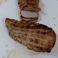クックW8GTCZ☆'s cooksnap of when they made 簡単美味しいオーブン焼きのチャーシュー.