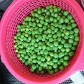 拓斗ここな's cooksnap of when they made ツヤツヤ塩浸し青エンドウ豆.