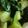 リトル黒豆マーメイド's cooksnap of when they made 青梗菜の生姜おひたし.