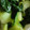 リトル黒豆マーメイド's cooksnap of when they made 青梗菜の生姜おひたし.