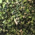 yui0301's cooksnap of when they made 節約常備菜！大根の葉とツナの炒め物.