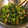 豆乳pudding's cooksnap of when they made 簡単！ほうれん草とツナの辛子醤油和え.