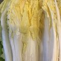 しまうま母さん's cooksnap of when they made 白菜がおいしく甘くなる方法。.