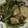 ヒヨコマメ☆'s cooksnap of when they made かぶの塩昆布和え.