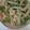 クック4WM6B1☆'s cooksnap of when they made スナップえんどうと蒲鉾のわさびマヨサラダ.