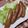 どれみ０８'s cooksnap of when they made ☆ウインナーのおいしい焼き方☆.