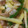 龍巻りん's cooksnap of when they made 豚とじゃがいもとピーマンの中華炒め.