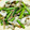 max4995's cooksnap of when they made 便秘解消！アスパラと舞茸のバター炒め.