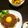 Kaomyu's cooksnap of when they made 本格ドライカレー.