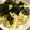 ★みーちゃんママ★'s cooksnap of when they made やみつき！居酒屋風塩キャベツ.