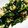 cotton777's cooksnap of when they made 簡単☆ほうれん草としめじの玉子炒め.