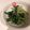 ☆hironon☆'s cooksnap of when they made 小松菜とシーチキンで簡単♪【無限小松菜】.