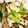 クック02PX17☆'s cooksnap of when they made 小松菜と山芋の簡単炒め物.