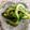まゆげむし's cooksnap of when they made 簡単♪ゴーヤのお浸し.
