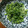 ＊ikko＊'s cooksnap of when they made 春菊のマヨネーズ和え.
