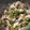 Kikuk0_66c's cooksnap of when they made ささみとオクラのさっぱり梅おひたし.
