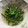 ぷりあらもーど's cooksnap of when they made 簡単☆絹さやの塩麹煮びたし.