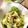 ☆アヒルン☆'s cooksnap of when they made 簡単！そら豆の卵サラダ.