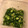 ひき肉まん☆'s cooksnap of when they made 簡単！セロリの葉ときゅうりの黒胡椒和え.