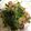 にむばすしゅたーぜん's cooksnap of when they made 豆苗とベーコンのペッパー醤油.