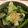 あゆみん10's cooksnap of when they made 白菜とほうれん草の玉ねぎポン酢和え.