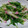 るなぴぴ's cooksnap of when they made 水菜とかまぼこのわさびマヨ和え.
