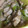 れれれんこん。's cooksnap of when they made ★豚ロースとセロリのオイスターマヨ炒め★.