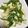 すがまっち's cooksnap of when they made ピーマンと豆腐のシンプル炒め♪.