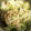 クックCL604H☆'s cooksnap of when they made レタスとささみの和風ナムル.