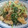 柊さくら's cooksnap of when they made 水菜と油揚げのツナ梅おひたし.