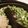 えんぴっぴ's cooksnap of when they made うすいえんどう豆ごはん*STAUB.