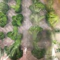 ☆おじゃるまる's cooksnap of when they made お弁当用ブロッコリーの冷凍保存方法☆.